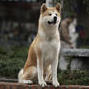 DOGGYDOG_ONLINE